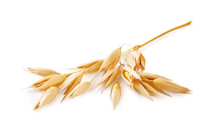 Ears of oats isolated on white background. Oat plant for package design.の写真素材