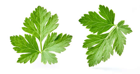 Parsley isolated on white background. Fresh parsley. A set of parsley leaves.の写真素材