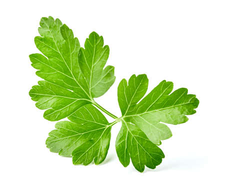 Parsley isolated on white background. Fresh parsley. Leaf of parsley.の写真素材
