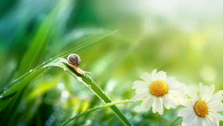 A small snail in the rays of the sun in drops of water on the green grass is crawling. Nature after the rain. Beautiful natural summer background. Bright spring or summer chamomile on a background of grassの写真素材