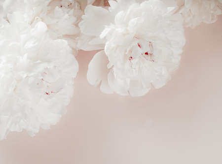 Beautiful white peony flowers on pastel pink background. Close up of white peonies flowers. Light background with peonies.の写真素材