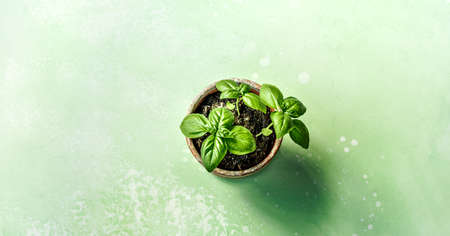 Basil plant in a ceramic pot on green concrete background. Fresh basil on green table with copy space. Top view flat lay.の写真素材