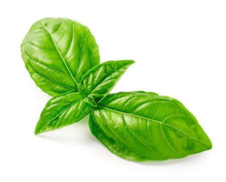 Basil leaves isolated. Basil leaf on white background. Fresh basil.の写真素材