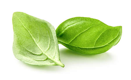 Basil leaves isolated. Basil leaf on white background. Fresh basil.の写真素材