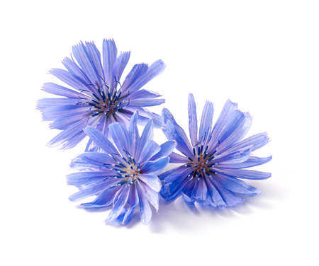 Chicory flowers on white background. Macro. Chicory isolated. Flowers of chicory for package design.