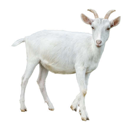 White little goat isolated. Goat on white background.の写真素材