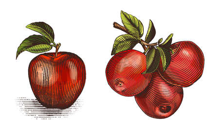 Apple set with fruits and branches. Hand drawn tree branch with apples and leaves. Engraving style. Color vector illustration.のイラスト素材