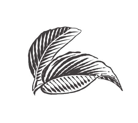 Apple leaves vector drawing. Engraving style. Vector illustration.のイラスト素材