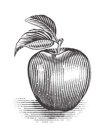 Apple with leaf. Vintage. Engraving style. Vector illustration of apple.のイラスト素材
