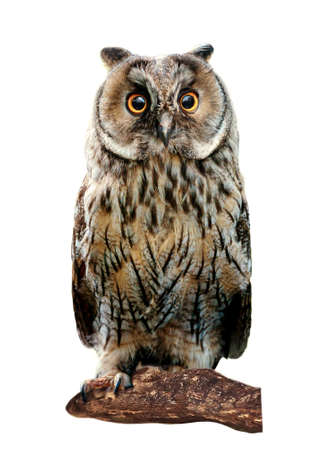 Owl on white background. Owl isolatedの写真素材