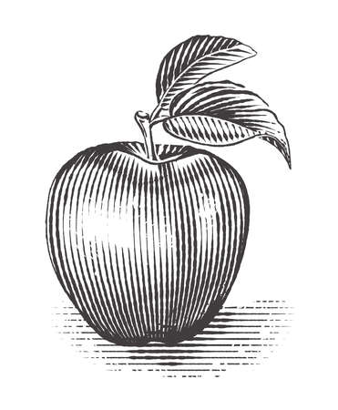 Apple with leaf. Vintage. Engraving style. Vector illustration of apple.のイラスト素材