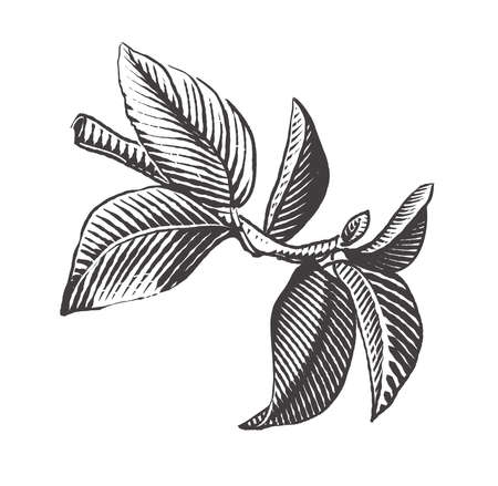 Apple branch vector drawing. Hand drawn tree branch with leaves. Engraving style. Vector illustration of apple.のイラスト素材