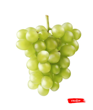 Green grape isolated on white. Realistic vector illustration of yellow grape.のイラスト素材