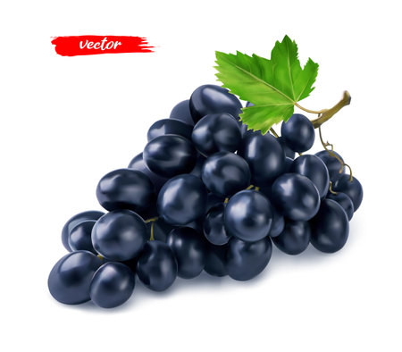 Black grape with grape leaf isolated on white. Realistic vector illustration of black grape.のイラスト素材