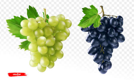 Set of green grape and black grape isolated. Realistic vector illustration of different grapes.のイラスト素材