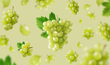 Green background with grapes and leaves. Green grapes in fly on green background. Realistic vector illustration.のイラスト素材