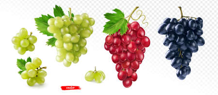 Set of green, black and pink grape isolated. Realistic vector illustration of different grapes.のイラスト素材