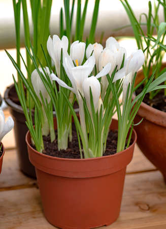 White crocuses in a pot on wooden table. Blooming crocus flowers.の写真素材
