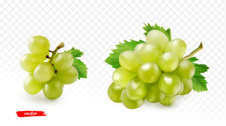 Set of green grape isolated on white. Realistic vector illustration of yellow grape.のイラスト素材