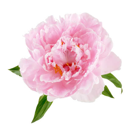 Peony flower isolated. Peony flower bud on white background.の写真素材