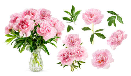 Set of pink peonies isolated on white. Pink flowers with leaves and bouquet of peonies. on white backgroundの写真素材
