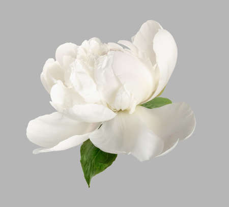 White peony isolated. White flower on gray backgroundの写真素材