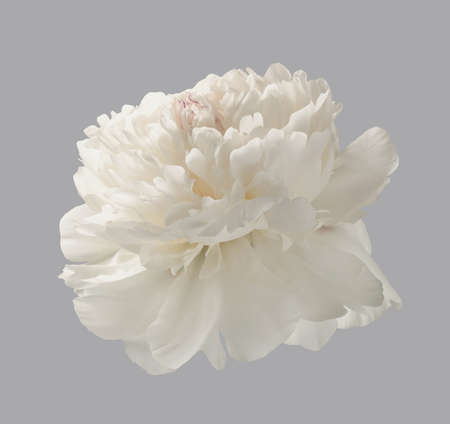 White peony isolated. White flower on gray backgroundの写真素材