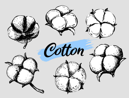 Set of white cotton flowers. Vector illustrations set. Cotton flower plant, organic ball fluffy boll.のイラスト素材