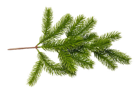 Christmas tree branch isolated on white. Perfect Christmas branch of tree.の写真素材