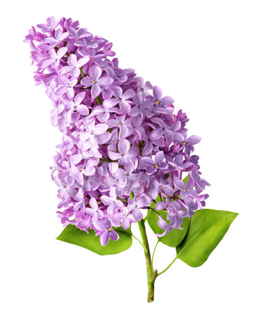 Branch of lilac flowers isolated. Lilac flowers.の写真素材