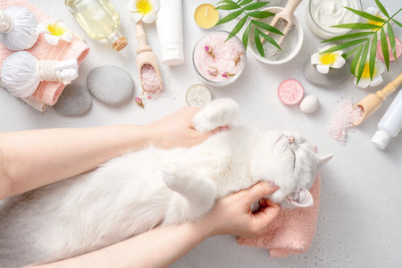 White cat on massage table. Spa, aromatherapy, body care concept for animal.の写真素材