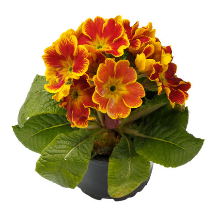 Spring time blossom of orange primroses flowers in pot, front view close up isolated on white background.の写真素材