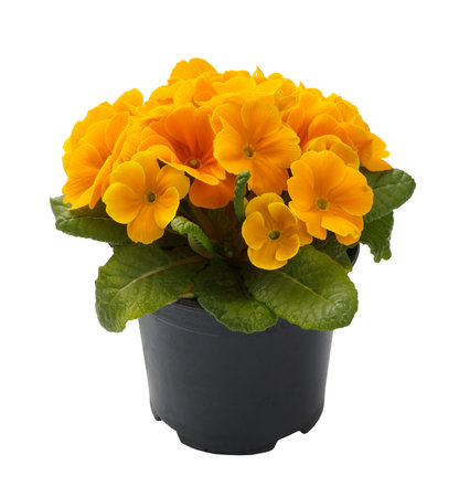 Spring time blossom of orange primroses flowers in pot, front view close up isolated on white background.の写真素材