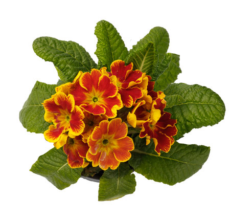 Spring time blossom of orange primroses flowers in pot, front view close up isolated on white background. Top view.の写真素材