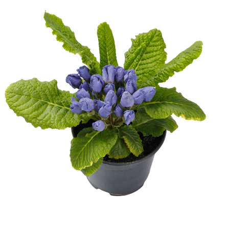 Spring time blossom of blue primroses flowers in pot, front view close up isolated on white background.の写真素材