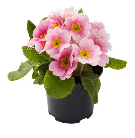 Spring time blossom of pink primroses flowers in pot, front view close up isolated on white background.の写真素材