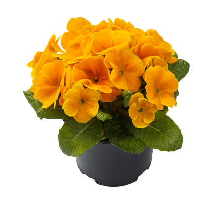 Spring time blossom of orange primroses flowers in pot, front view close up isolated on white background.の写真素材