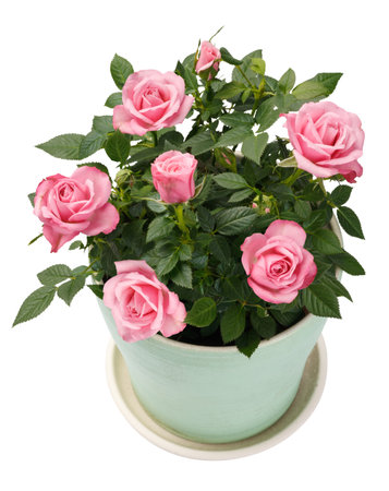 Miniature Rose house plant in flower pot. Rose on white.の写真素材
