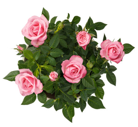 Miniature Rose house plant in flower pot. Top view. Rose on white.の写真素材