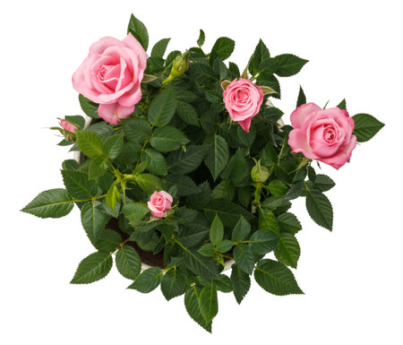 Miniature Rose house plant in flower pot. Top view. Rose on white.の写真素材