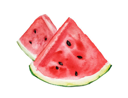 Watercolor of watermelon slices. Hand painted watermelon slice isolated on white background. Sweet dessert. Food illustration.の写真素材