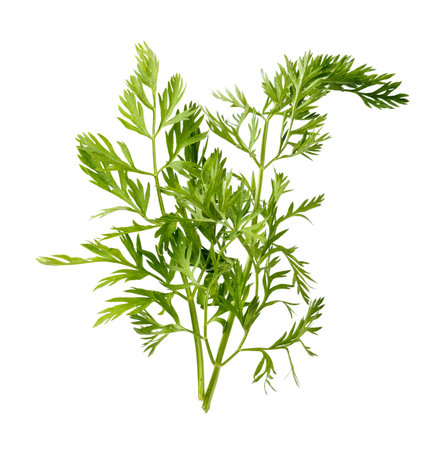 Carrot green leaves isolated. Carrot leaf on white.の写真素材