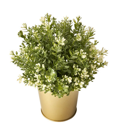 Indoor plant isolated. Potted Plant Thyme on white background.の写真素材
