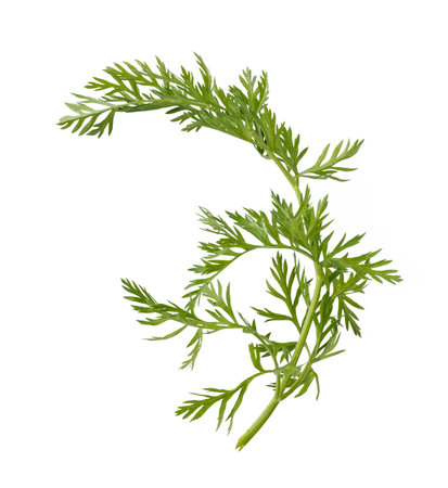 Carrot green leaves isolated. Carrot leaf on white.の写真素材