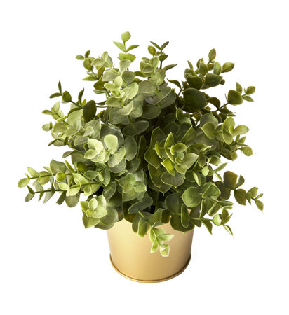 Eucalyptus in a pot. Houseplant isolated. Indoor flower on white background.の写真素材