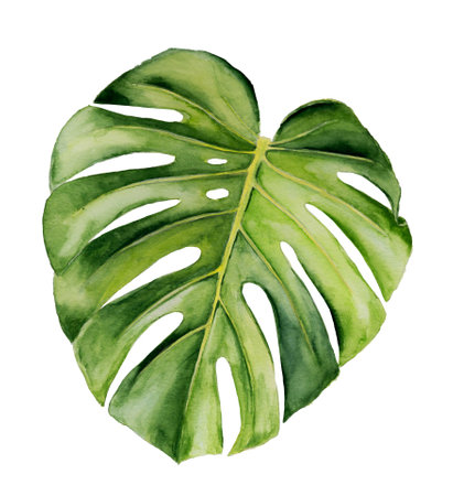 Watercolor monstera leaf isolated. Botanical illustrationの写真素材