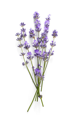 Lavender sprigs with purple flowers isolated. Lavender flowers on white. Top view.の写真素材