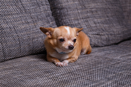 Chihuahua puppy. Adorable dog lying on sofa. Cute looking purebred pet.の写真素材