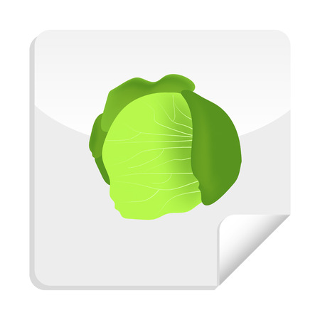 Cabbage sticker vector illustrationのイラスト素材