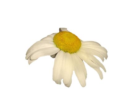    The camomile flower is located on a white の写真素材